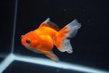 Juvenile Thai Oranda  Red White 3.5 Inch (ID#1008To13bPT4-93) Free2Day SHIPPING