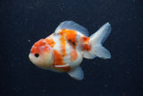 Yuan Bao Oranda  Calico 4 Inch (ID#1224Yb10b-63) Free2Day SHIPPING