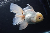 Thai Oranda  White 6.5 Inch (ID#404T6c-116)