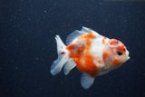 Yuan Bao Oranda  Calico 4 Inch (ID#1224Yb10b-63) Free2Day SHIPPING