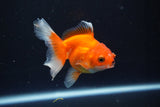 Juvenile Thai Oranda  Red White 3.5 Inch (ID#1008To13b-93) Free2Day SHIPPING