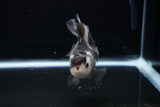 Juvenile Thai Oranda  Panda 3.5 Inch (ID#1108To13b-85) Free2Day SHIPPING