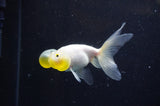 Bubble Eye  Calico 4 Inch (ID#228Be12c-92) Free2Day SHIPPING