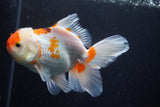 Thai Oranda  Red White 5 Inch (ID#924R12c-103) Free2Day SHIPPING