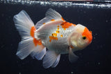 Thai Oranda  Red White 5 Inch (ID#924R12c-103) Free2Day SHIPPING