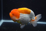 Jumbo Lionchu  Red White 5.5 Inch (ID#1227R12a-20)