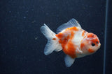 Yuan Bao Oranda  Calico 4 Inch (ID#1224Yb10b-63) Free2Day SHIPPING