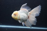 Thai Oranda  White 6.5 Inch (ID#404T6c-116)