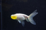 Bubble Eye  Calico 4 Inch (ID#228Be12c-92) Free2Day SHIPPING