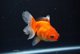 Juvenile Thai Oranda  Red White 3.5 Inch (ID#1008To13b-93) Free2Day SHIPPING