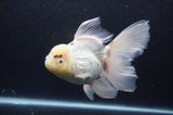 Thai Oranda  White 6.5 Inch (ID#404T6c-116)