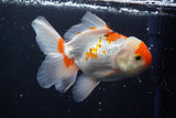 Thai Oranda  Red White 5 Inch (ID#924R12c-103) Free2Day SHIPPING