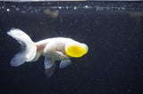 Bubble Eye  Calico 4 Inch (ID#228Be12c-92) Free2Day SHIPPING