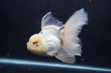 Thai Oranda  White 6.5 Inch (ID#404T6c-116)