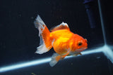 Juvenile Thai Oranda  Red White 3.5 Inch (ID#1008To13b-93) Free2Day SHIPPING