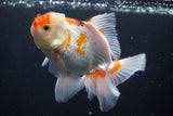 Thai Oranda  Red White 5 Inch (ID#924R12c-103) Free2Day SHIPPING