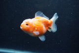 Yuan Bao Oranda  Sakura 3.5 Inch (ID#1224Yb10b-64) Free2Day SHIPPING