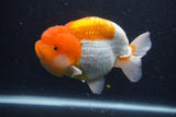 Jumbo Lionchu  Red White 5.5 Inch (ID#1227R12a-20)