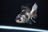 Juvenile Thai Oranda  Panda 3.5 Inch (ID#1108To13b-85) Free2Day SHIPPING