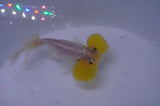 Bubble Eye  Calico 4 Inch (ID#228Be12c-92) Free2Day SHIPPING