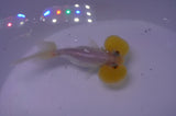 Bubble Eye  Calico 4 Inch (ID#228Be12c-92) Free2Day SHIPPING