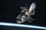 Juvenile Thai Oranda  Panda 3.5 Inch (ID#1108To13b-85) Free2Day SHIPPING