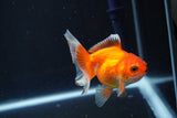 Juvenile Thai Oranda  Red White 3.5 Inch (ID#1008To13bPT4-93) Free2Day SHIPPING