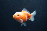 Yuan Bao Oranda  Sakura 3.5 Inch (ID#1224Yb10b-64) Free2Day SHIPPING