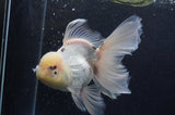 Thai Oranda  White 6.5 Inch (ID#404T6c-116)