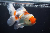 Thai Oranda  Red White 5 Inch (ID#924R12c-103) Free2Day SHIPPING