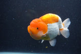 Jumbo Lionchu  Red White 5.5 Inch (ID#1227R12a-20)