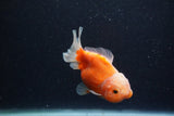 Yuan Bao Oranda  Sakura 3.5 Inch (ID#1224Yb10b-64) Free2Day SHIPPING