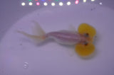 Bubble Eye  Calico 4 Inch (ID#228Be12c-92) Free2Day SHIPPING