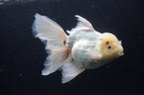Thai Oranda  White 6.5 Inch (ID#404T6c-116)
