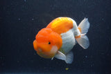 Jumbo Lionchu  Red White 5.5 Inch (ID#1227R12a-20)