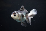 Juvenile Thai Oranda  Panda 3.5 Inch (ID#1108To13b-85) Free2Day SHIPPING