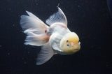 Thai Oranda  White 6.5 Inch (ID#404T6c-116)