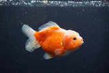 Yuan Bao Oranda  Sakura 3.5 Inch (ID#1224Yb10b-64) Free2Day SHIPPING