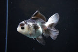 Juvenile Thai Oranda  Panda 3.5 Inch (ID#1108To13b-85) Free2Day SHIPPING