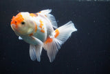 Thai Oranda  Red White 5 Inch (ID#924R12c-103) Free2Day SHIPPING