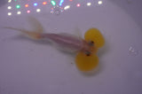 Bubble Eye  Calico 4 Inch (ID#228Be12c-92) Free2Day SHIPPING