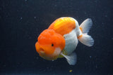 Jumbo Lionchu  Red White 5.5 Inch (ID#1227R12a-20)