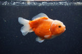 Yuan Bao Oranda  Sakura 3.5 Inch (ID#1224Yb10b-64) Free2Day SHIPPING