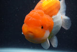 Jumbo Lionchu  Red White 5.5 Inch (ID#1227R12a-20)