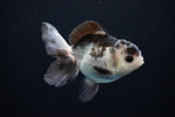 Juvenile Thai Oranda  Panda 3.5 Inch (ID#1108To13b-85) Free2Day SHIPPING