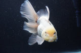 Thai Oranda  White 6.5 Inch (ID#404T6c-116)