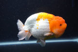 Jumbo Lionchu  Red White 5.5 Inch (ID#1227R12a-20)