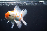 Thai Oranda  Red White 5 Inch (ID#924R12c-103) Free2Day SHIPPING