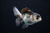 Juvenile Thai Oranda  Panda 3.5 Inch (ID#1108To13b-85) Free2Day SHIPPING