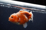 Yuan Bao Oranda  Sakura 3.5 Inch (ID#1224Yb10b-64) Free2Day SHIPPING